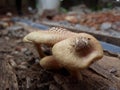 fungi nature beauty creation dope