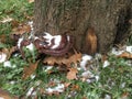 Fungi, nature, plant, wood, fungus, tree, forest, mushroom, environment, trunk, natural, growth, wild, bark, closeup, background, Royalty Free Stock Photo