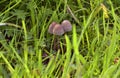 Fungi in Old Meadow of West Central Scotland Royalty Free Stock Photo