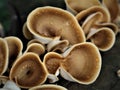 Ear fungus grows on used wood Royalty Free Stock Photo