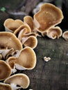 Ear fungus grows on used wood Royalty Free Stock Photo