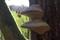 Fungi parasites or mushrooms on oak tree trunk for symbiosis