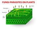 Fungi-parasites on plants