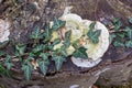 Fungi are parasites and saprophytes forming colonies on tree trunks, a way of life in nature. Royalty Free Stock Photo
