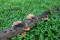 Fungi are parasites and saprophytes forming colonies on tree trunks, a way of life in nature. Royalty Free Stock Photo