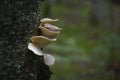 Fungi parasitizing on tree trunks. Light mushrooms on the dark bark of a tree. Royalty Free Stock Photo