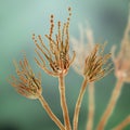 Fungi Penicillium which cause food spoilage and are used for production of the penicillin Royalty Free Stock Photo