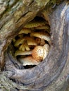 Fungi Pholiota squarrosa growing inside the tree hollow in the forest