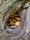 Fungi Pholiota squarrosa growing inside the tree hollow in the forest