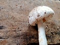 Fungi, plants that are spread throughout the world