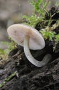 Fungi Pluteus thomsonii