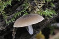 Fungi - Pluteus thomsonii Royalty Free Stock Photo