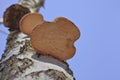 fungi growing on a birch tree on the background of the blue sky Royalty Free Stock Photo