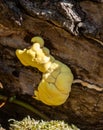 Fungi portrait chicken of the woods Royalty Free Stock Photo