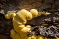 Fungi portrait chicken of the woods Royalty Free Stock Photo