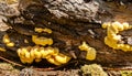 Fungi portrait chicken of the woods Royalty Free Stock Photo