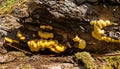 Fungi portrait chicken of the woods Royalty Free Stock Photo