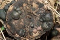 Fungi portrait cramp balls