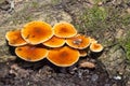 Fungi portrait honey fungus