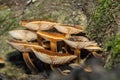 Fungi portrait honey fungus