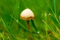 Fungi portrait small toadstool