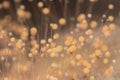 Fungi,Rhizopus bread mold under the microscope.