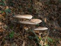 Fungi on Roadside Verge in East Sussex