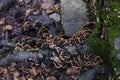 Fungi on the roots of the tree appear in autumn.