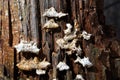 Fungi on rotting tree