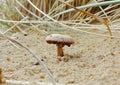 Fungi growing in the sand