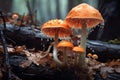 fungi sporangia with spores on decaying foliage