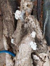 Fungi sprout from dead moringa trees