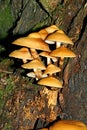 Fungi on a stub;pholiota mutabilis