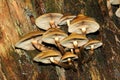 Fungi on a stub;pholiota mutabilis