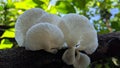 Fungi summer mushrooms