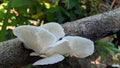 Fungi summer mushrooms