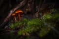 Fungi tasmania Royalty Free Stock Photo