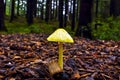 Golden waxcap, Lemon waxcap, Hygrocybe chlorophana, very rare mushroom, Bavaria, Germany, Europe