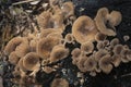 Fungi on a tree cut down and burned Royalty Free Stock Photo