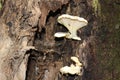 Fungi tree