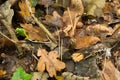 The fungi that tries to be grass.