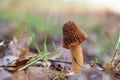 Fungi Verpa bohemica, commonly known as the wrinkled thimble-cap or the early morel close-up. Edible delicious spring mushroom