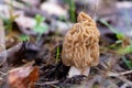 Fungi Verpa bohemica, commonly known as the wrinkled thimble-cap or the early morel close-up. Edible delicious spring mushroom