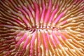 Fungia Coral with Bright pink coralites Royalty Free Stock Photo