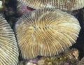 Fungia Coral (closeup) Royalty Free Stock Photo