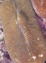 Fungia Coral (closeup) Royalty Free Stock Photo