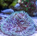 Fungia Plate Coral Royalty Free Stock Photo