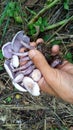 Fungicide mushroom in Shimla hills india