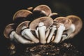 Fungiculture at home or on a mushroom farm, Agrocybe aegerita Royalty Free Stock Photo