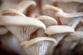 Fungiculture at home or on a mushroom farm, Hypsizygus ulmarius Royalty Free Stock Photo